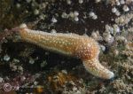 Common starfish - two armed