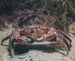  velvet swimming crab