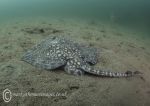 Thornback ray