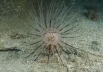 Tube/burrowing anemone