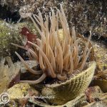 Snakelocks anemone