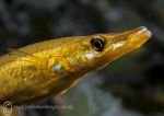 Fifteen-spined stickleback