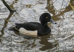 Tufted duck - male