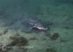 Russian sturgeon - feeding