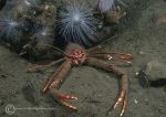Long-clawed squat lobster