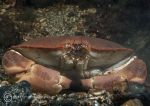 Edible crab
