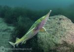 Juvenile sturgeon - yellow