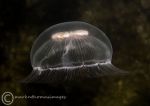 Moon Jellyfish