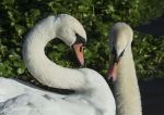 Mute swan pair