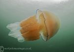 Barrel jellyfish 