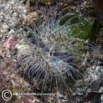 Sagartia anemone