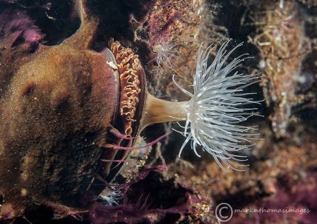 Sea loch anemone & mussel