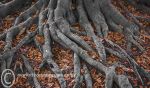 Tree Roots