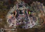 long-spined scorpionfish