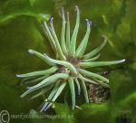 Snakelocks anemone