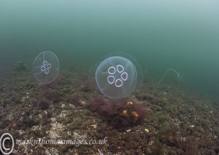 Moon jelly swarm 1