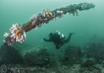 Maureen & wreckage - Farnes