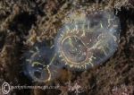 Corella parallelogramma - sea squirt