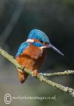 Kingfisher 3