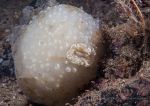 Football sea squirt & candy striped flatworm