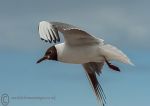 Black Headed Gull