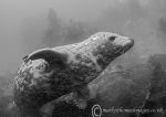 Grey seal pup - Farnes