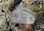 Sea squirt