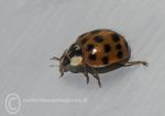 Harlequin Ladybird