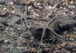 Sand brittle stars