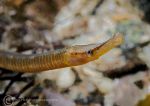Snake pipefish
