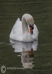 Mute Swan