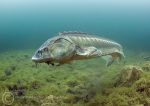 Sturgeon up close