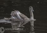 Cygnet