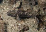 Black goby