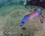 Cuckoo wrasse - male