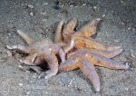 Common starfish