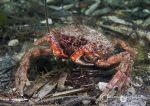 Spider crab