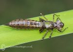 Dragonfly exuviae/exoskeleton