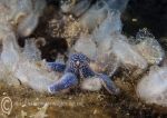 Blue starfish & sea squirts