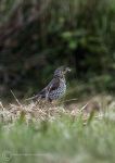 Fieldfare