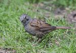 Dunnock