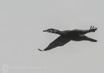 Cormorant in flight