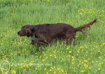 Finbar & flowers 2