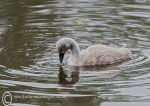 Cygnet