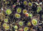 Jewel anemones