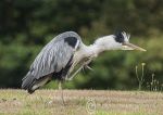 Preening Heron1