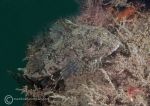 Long-spined scorpionfish