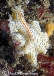 Candy_striped_flatworm