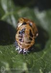 Ladybird chrysalis