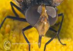 Hover fly - head 1